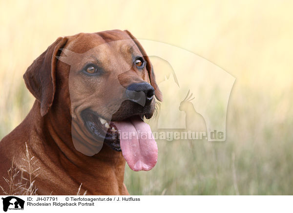 Rhodesian Ridgeback Portrait / Rhodesian Ridgeback Portrait / JH-07791