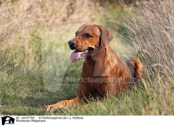 Rhodesian Ridgeback / Rhodesian Ridgeback / JH-07794