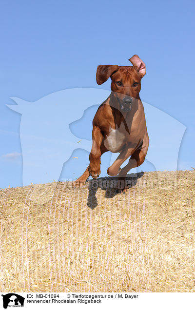 rennender Rhodesian Ridgeback / running Rhodesian Ridgeback / MB-01094