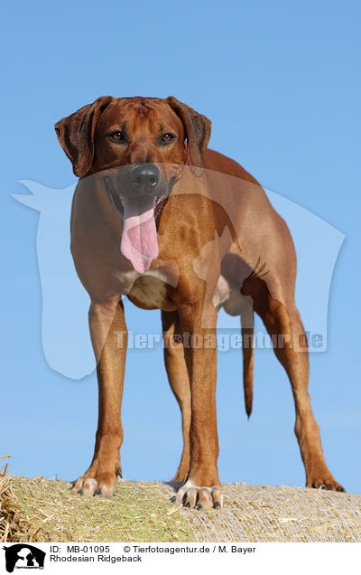 Rhodesian Ridgeback / Rhodesian Ridgeback / MB-01095