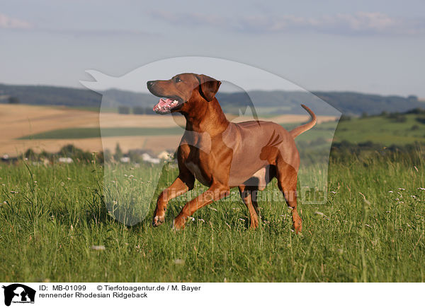 rennender Rhodesian Ridgeback / running Rhodesian Ridgeback / MB-01099
