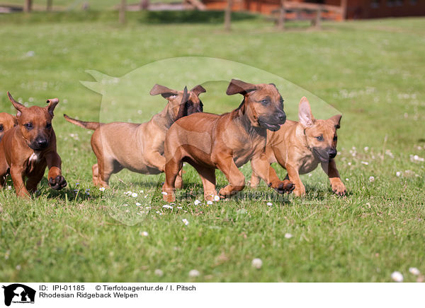 Rhodesian Ridgeback Welpen / IPI-01185