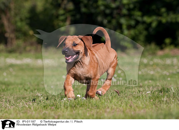 Rhodesian Ridgeback Welpe / Rhodesian Ridgeback Puppy / IPI-01187