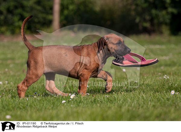 Rhodesian Ridgeback Welpe / Rhodesian Ridgeback Puppy / IPI-01190