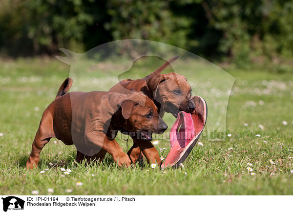 Rhodesian Ridgeback Welpen / Rhodesian Ridgeback Puppies / IPI-01194