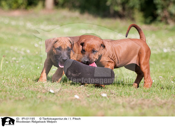 Rhodesian Ridgeback Welpen / Rhodesian Ridgeback Puppies / IPI-01195