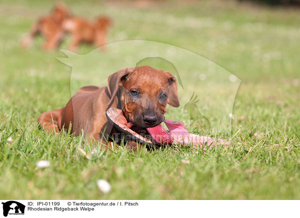 Rhodesian Ridgeback Welpe / Rhodesian Ridgeback Puppy / IPI-01199