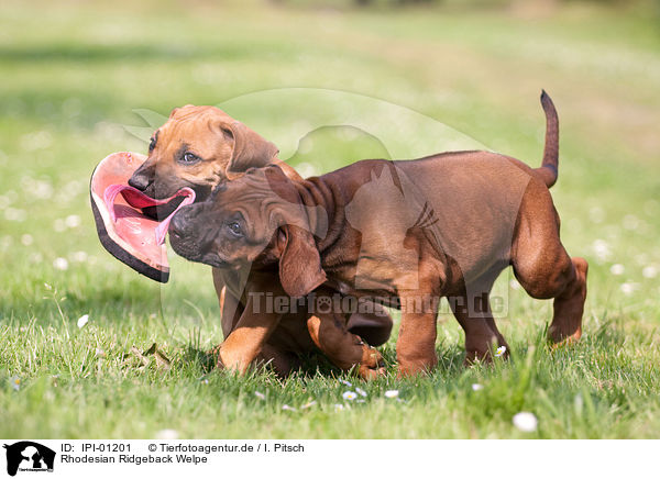 Rhodesian Ridgeback Welpe / Rhodesian Ridgeback Puppy / IPI-01201