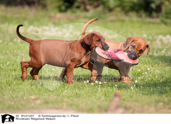 Rhodesian Ridgeback Welpen / Rhodesian Ridgeback Puppies / IPI-01207