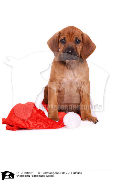 Rhodesian Ridgeback Welpe / Rhodesian Ridgeback Puppy / JH-08181