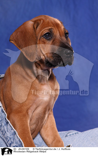 Rhodesian Ridgeback Welpe / Rhodesian Ridgeback Puppy / JH-08189