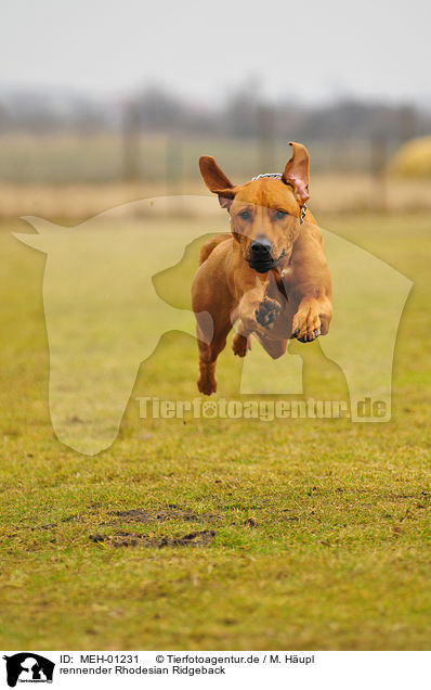 rennender Rhodesian Ridgeback / running Rhodesian Ridgeback / MEH-01231