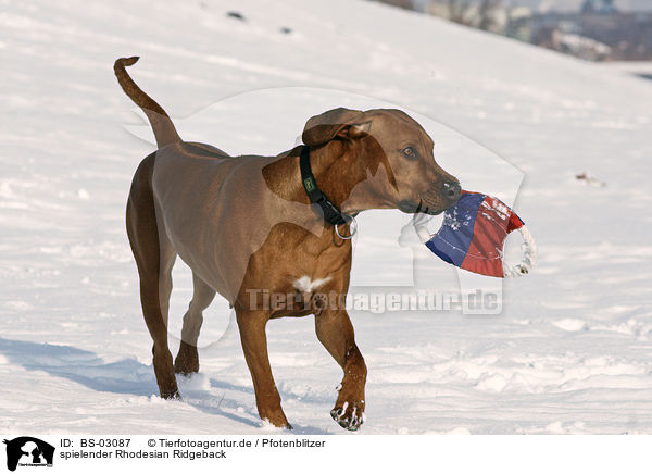 spielender Rhodesian Ridgeback / playing Rhodesian Ridgeback / BS-03087
