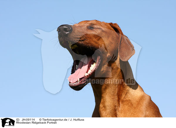 Rhodesian Ridgeback Portrait / Rhodesian Ridgeback Portrait / JH-09114