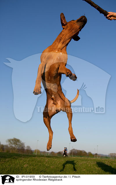 springender Rhodesian Ridgeback / IPI-01959