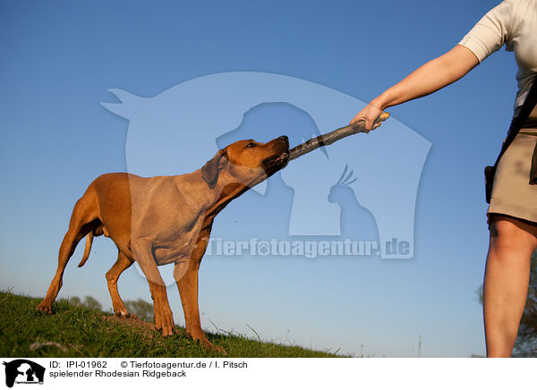 spielender Rhodesian Ridgeback / IPI-01962
