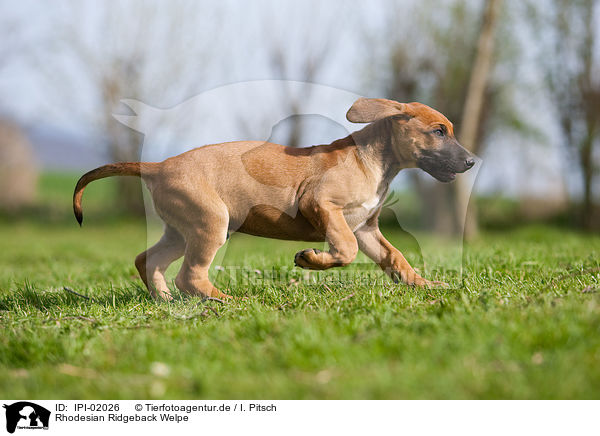 Rhodesian Ridgeback Welpe / Rhodesian Ridgeback Puppy / IPI-02026