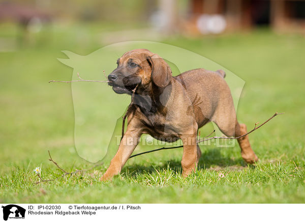 Rhodesian Ridgeback Welpe / Rhodesian Ridgeback Puppy / IPI-02030