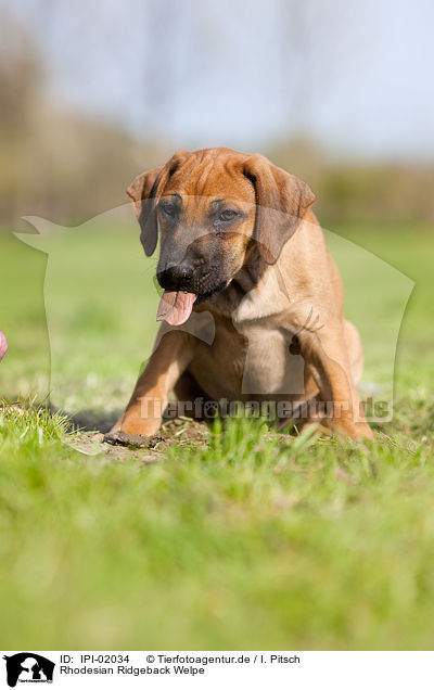 Rhodesian Ridgeback Welpe / IPI-02034