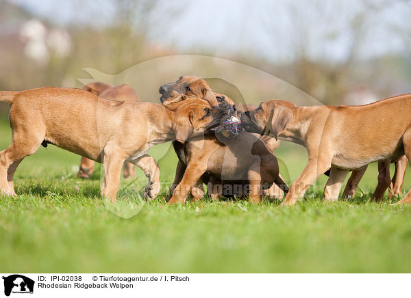 Rhodesian Ridgeback Welpen / Rhodesian Ridgeback Puppies / IPI-02038