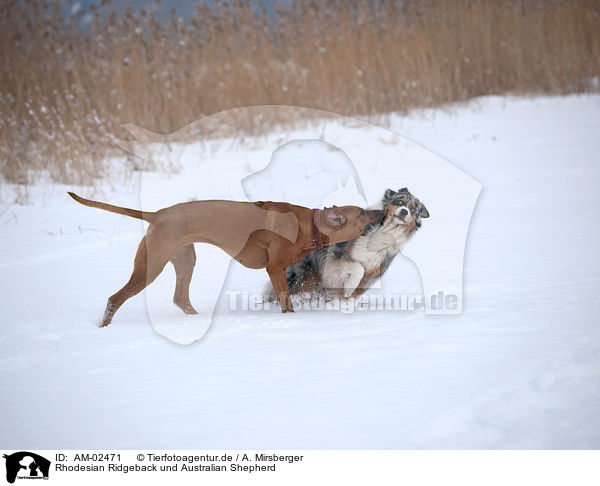 Rhodesian Ridgeback und Australian Shepherd / Rhodesian Ridgeback and Australian Shepherd / AM-02471
