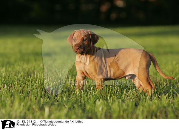 Rhodesian Ridgeback Welpe / KL-04812