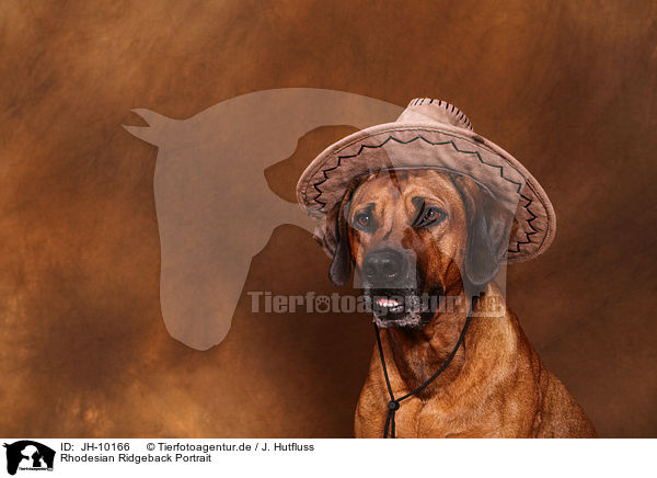 Rhodesian Ridgeback Portrait / JH-10166