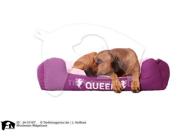 Rhodesian Ridgeback / JH-10167