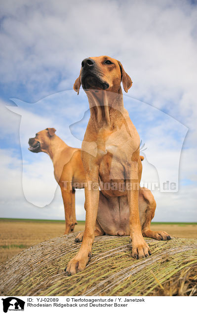 Rhodesian Ridgeback und Deutscher Boxer / Rhodesian Ridgeback and German Boxer / YJ-02089
