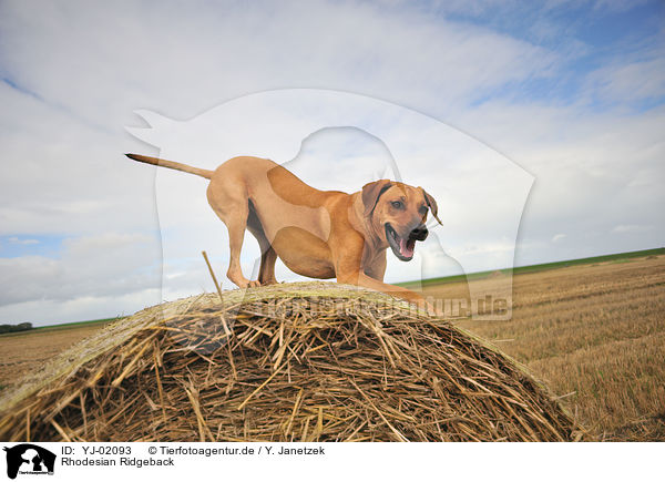 Rhodesian Ridgeback / Rhodesian Ridgeback / YJ-02093