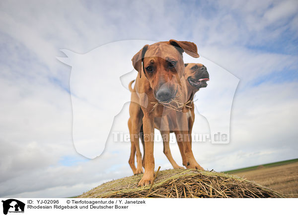 Rhodesian Ridgeback und Deutscher Boxer / Rhodesian Ridgeback and German Boxer / YJ-02096
