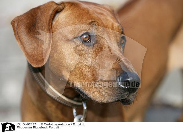 Rhodesian Ridgeback Portrait / DJ-02137