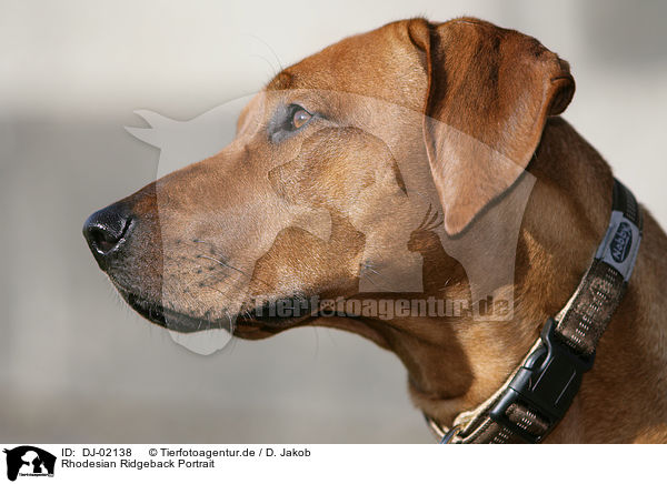 Rhodesian Ridgeback Portrait / Rhodesian Ridgeback Portrait / DJ-02138