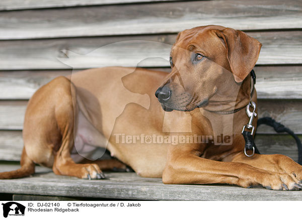 Rhodesian Ridgeback / Rhodesian Ridgeback / DJ-02140
