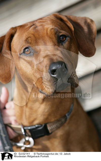 Rhodesian Ridgeback Portrait / Rhodesian Ridgeback Portrait / DJ-02141