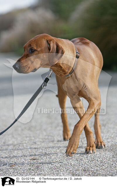 Rhodesian Ridgeback / Rhodesian Ridgeback / DJ-02144