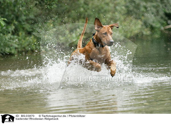 badender Rhodesian Ridgeback / bathing Rhodesian Ridgeback / BS-03870