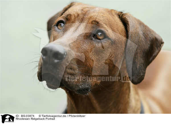 Rhodesian Ridgeback Portrait / Rhodesian Ridgeback Portrait / BS-03874