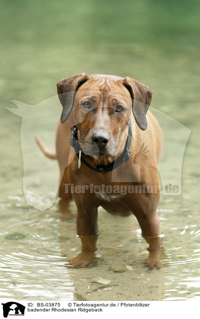 badender Rhodesian Ridgeback / bathing Rhodesian Ridgeback / BS-03875