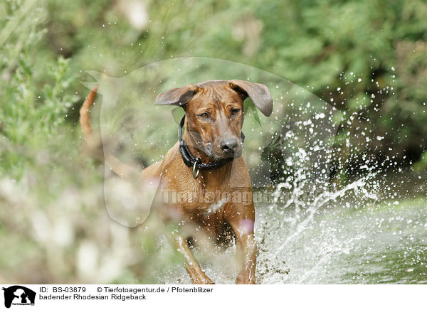 badender Rhodesian Ridgeback / bathing Rhodesian Ridgeback / BS-03879