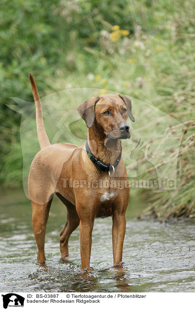 badender Rhodesian Ridgeback / bathing Rhodesian Ridgeback / BS-03887