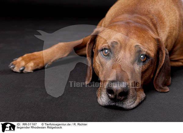 liegender Rhodesian Ridgeback / lying Rhodesian Ridgeback / RR-31187