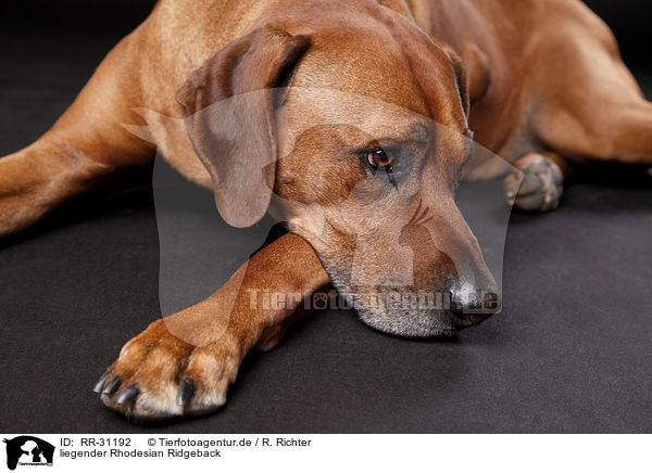 liegender Rhodesian Ridgeback / lying Rhodesian Ridgeback / RR-31192