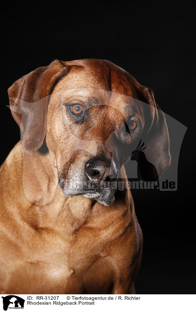 Rhodesian Ridgeback Portrait / Rhodesian Ridgeback Portrait / RR-31207