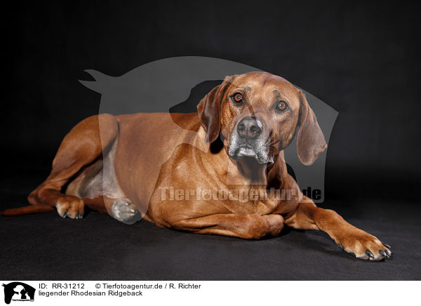 liegender Rhodesian Ridgeback / lying Rhodesian Ridgeback / RR-31212