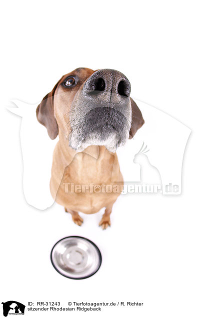 sitzender Rhodesian Ridgeback / RR-31243