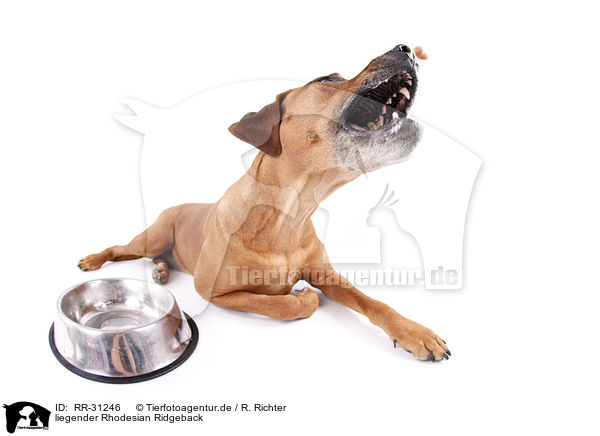 liegender Rhodesian Ridgeback / RR-31246