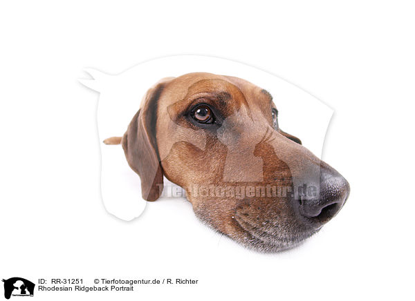 Rhodesian Ridgeback Portrait / RR-31251