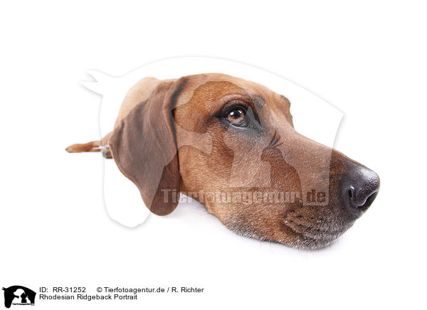 Rhodesian Ridgeback Portrait / Rhodesian Ridgeback Portrait / RR-31252