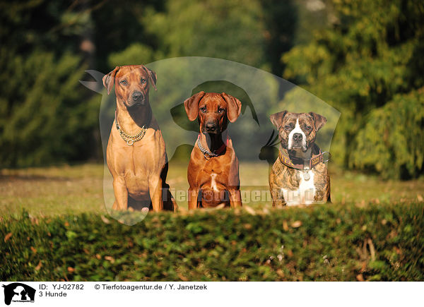 3 Hunde / 3 dogs / YJ-02782